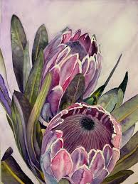 Protea Flower Watercolour Protea Art Flower Art Painting Floral Watercolor
