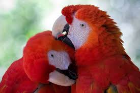 All Sizes Lives Entwined Flickr Photo Sharing Macaw Pretty Birds Beautiful Birds