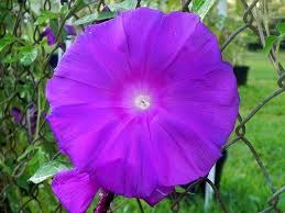 Image result for Ipomoea fanshawei