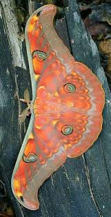 Pin By Claire Harlow On Insectos In 2020 Beautiful Butterflies Butterfly Pictures Beautiful Bugs