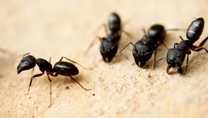 Carpenter ants can do serious harm to a buildings integrity. Carpenter Ants A Small Guide For Getting Rid Of Carpenter Ants Take Care Termite Pest Control Services