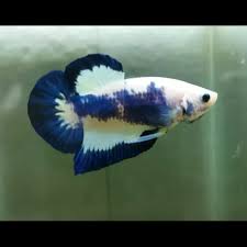 Beli ikan cupang di pasar ikan. Blue Rim Jenis Jenis Ikan Cupang Plakat