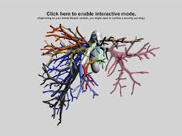 This site is intended to be a destination for educators and students looking for tools that facilitate the teaching and learning of liver anatomy. Vessel Tree Of A Liver Interactive 3d Figure See Multimedia Appendix Download Scientific Diagram