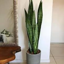 Image result for Sansevieria nilotica