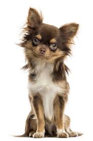 Chihuahua Sitting Looking At The Camera Isolated On Whit Chihuahua Sitting Looking At The Camera Isolated Chihuahua Puppies Cute Chihuahua Chihuahua Dogs