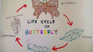 How To Draw Butterfly Life Cycle Of A Butterfly Teens Stuff