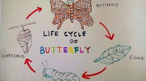 how to draw butterfly life cycle of a butterfly teens stuff