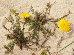 Image result for Launaea