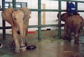 Capture for Captivity | ElephantVoices