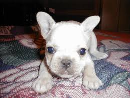 Why buy a french bulldog puppy for sale if you can adopt and save a life? Cute And Adorable French Bulldog Puppies For Adoption Virginia Beach Animal Pet