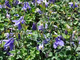 Image result for Aquilegia flabellata ministar