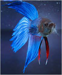 Collection by international betta congress. Male Betta Fish