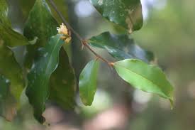 Image result for Olax pentandra