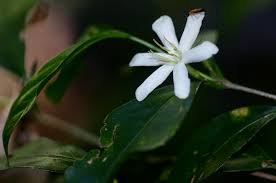 Image result for Coffea salvatrix