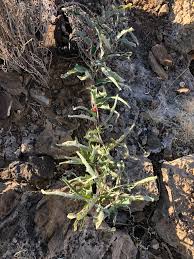 Image result for Adenia repanda