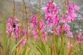 Image result for Watsonia borbonica