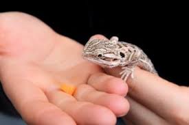 How do i feed this thing to him? Best Foods For A Bearded Dragon Bearded Dragon Care 101