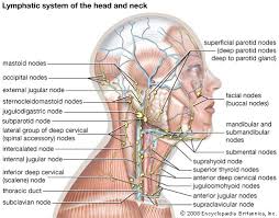 The anterior triangle of the neck is made by the anterior border of the sternocleidomastoid muscle, the inferior border of the mandible and the midline of the neck. Lymph Node Anatomy Britannica