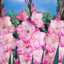 Image result for Gladiolus melleri