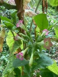 Image result for Nicotiana tabacum