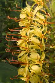 Image result for Hedychium coronarium