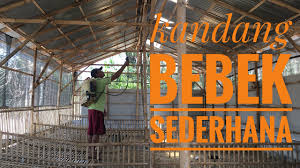 We did not find results for: Kandang Ternak Bebek Sederhana Kapasitas 200 Ekor Youtube