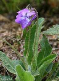 Image result for Fuirena sagittata