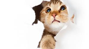 Photos Beautiful Cats صور القطط الجميلة Beautiful Cats Cats Funny Animals