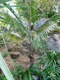 Image result for Acanthophoenix rubra