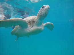 Dan untuk ke kuala besut, ada beberapa pilihan sama ada ingin memandu terus ke. Pengalaman Menarik Di Pulau Perhentian Nothing To Somethings