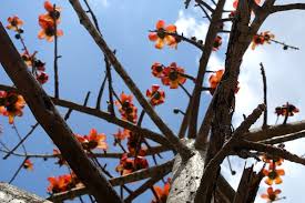 Image result for Malvaceae subfamily Bombacoideae