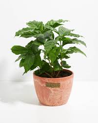 Image result for Coffea