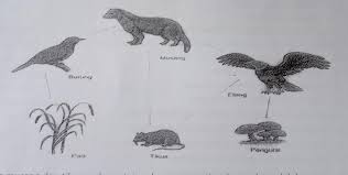 Rantai makanan detrifus diawali dengan adanya detritus yang memiliki peran sebagai trofik awal. Perhatikan Gambar Berikut Peran Musang Dan Tikus Pada Rantai Makanan Seperti Pada Gambar Adalaha Brainly Co Id