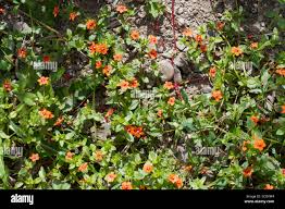 Image result for Anagallis barbata