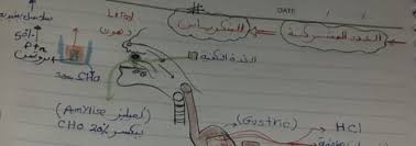 هو أهم الهرمونات الأستروجينية(التي تفرزها الخلايا الجريبية). Ø§Ù„Ø´Ø±Ø­ Ø§Ù„Ø´Ø§Ù…Ù„ ÙˆØ§Ù„ØªÙØµÙŠÙ„ÙŠ ÙÙŠ Ø§Ù„ØªÙ†Ø³ÙŠÙ‚ Ø§Ù„Ù‡Ø±Ù…ÙˆÙ†ÙŠ Ø£Ø­ÙŠØ§Ø¡ Ø«Ø§Ù„Ø«Ø© Ø«Ø§Ù†ÙˆÙŠ Ù†Ø¸Ø§Ù… Ø¬Ø¯ÙŠØ¯