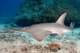 Image result for Rhynchosia pseudoviscosa