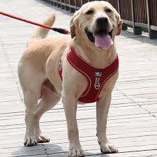 Maybe you would like to learn more about one of these? Velke Psi Voditko A Postroj Vesta Velkeho Psa Postroje Prodysne Sitoviny Pet Chuzi Vest Reflexni Stredni Pes Hrudni Popruh Koupit On Line Nejlepsi Www Candentis Cz