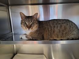 Adopt a dog or adopt a cat and you'll have a friend for life. Pope Memorial Cvhs Popememorialnh Twitter