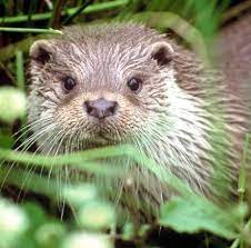 European Otter Eurasian Otter Baby Otters Cute Animals Baby Animals