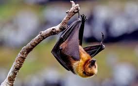 Help us build tomorrow's conservationists. What Is The Connection Between Fruit Bats And Nipah Virus The Hindu