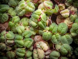 Image result for Phyllanthus retinervis