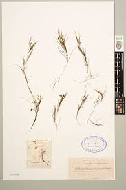 Image result for Potamogeton pusillus