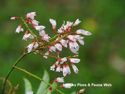 Image result for Schoenoplectiella mucronata