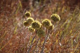 Image result for Ctenium concinnum