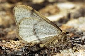 Image result for Operophtera fagata