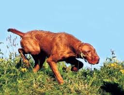 Maybe you would like to learn more about one of these? Breed Profile Wirehaired Vizsla Gun Dog