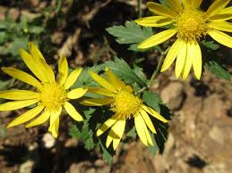 Image result for Chrysanthellum indicum