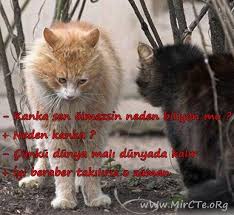 Komik Fotograflar Yazili Google Da Ara Kedi Komik Komik Fotograflar