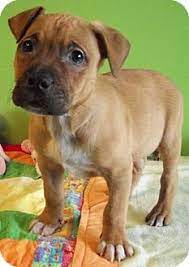 Maybe you would like to learn more about one of these? Struthers Oh Boxer Meet Shelton A Pet For Adoption