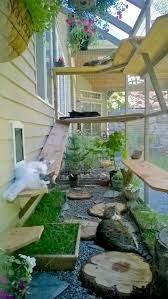 Betrachten Sie These Top Cat Pleasing Plants For Ihr Catio Oder Cat Enclosure Dogadaki Etkinlikler Evcil Hayvan Yataklari Kedi Evi